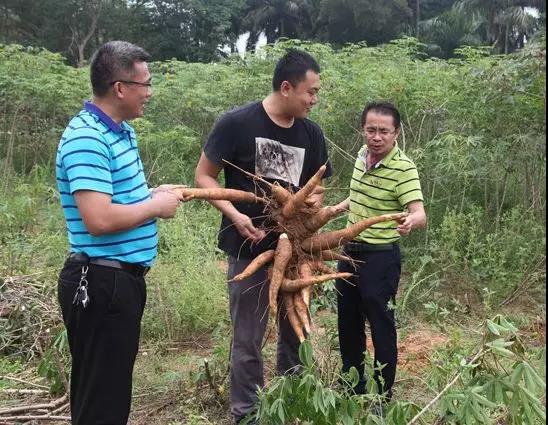 4月25日在儋州,中国热带农业科学院培育的华南16号木薯新品种。.jpg 4月25日在儋州,中国热带农业科学院培育的华南16号木薯新品种。.jpg