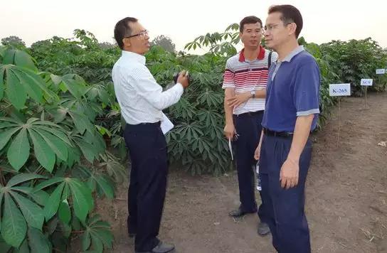 李开绵在刚果(布)项目基地木薯区。(李开绵提供).jpg 李开绵在刚果(布)项目基地木薯区。(李开绵提供).jpg