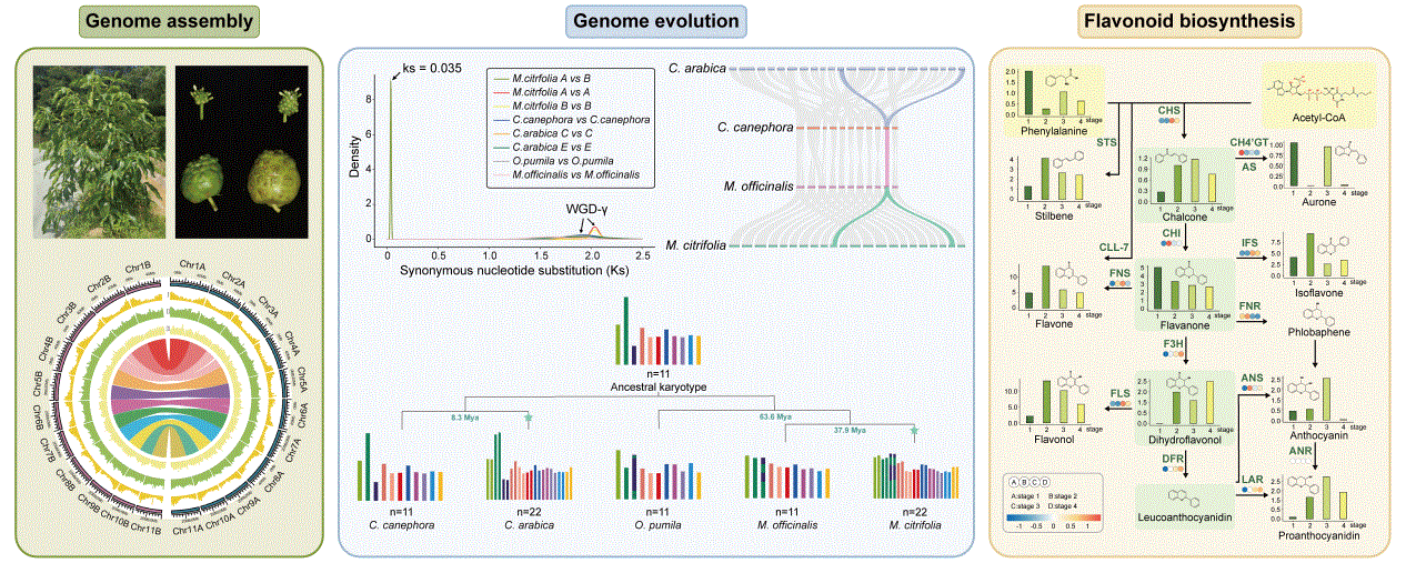 Graphical abstract Graphical abstract